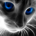Black.Cat