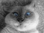 Kote