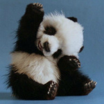 PandaMi