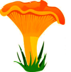 Chanterelle
