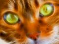 Kater