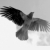 karasu