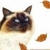 Whitepaw
