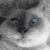 Kote