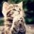 felix cat