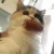 Odeyalko