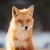 Vulpe