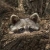 FelinaLuchi