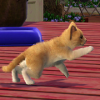 Превью «Sims 3: Pets» от GameZone