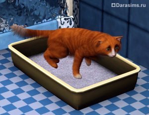 Коты, кошки и котята в «The Sims 3 Питомцы»