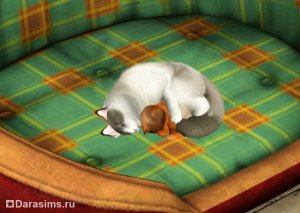 Через сколько дней рожает кошка в симс 3 thumbnail