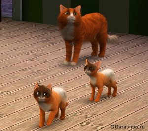 Коты, кошки и котята в «The Sims 3 Питомцы»