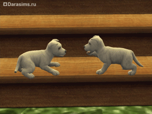 Кошки и собаки в «Симс 2»