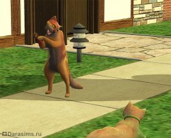 Брачный танец котов [The Sims 2]