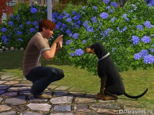 Дрессировка и трюки в «The Sims 3 Pets»