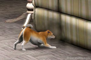 Собаки и щенки в «The Sims 3 Питомцы»