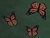 Бабочка-данаида