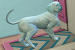 Ветеринарная клиника и навык ветеринара в дополнении The Sims 4 Кошки и собаки